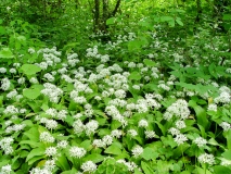 Allium ursinum, Bärlauch