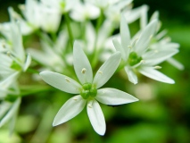 Allium ursinum, Bärlauch