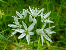 Allium ursinum, Bärlauch