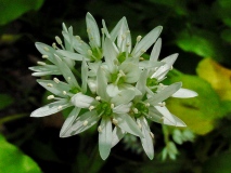 Allium ursinum, Bärlauch