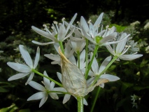 Allium ursinum, Bärlauch