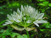 Allium ursinum, Bärlauch