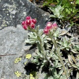 Antennaria doiica, Gemeines Katzenpfötchen