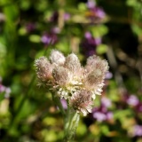 Antennaria doiica, Gemeines Katzenpfötchen