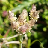 Antennaria doiica, Gemeines Katzenpfötchen