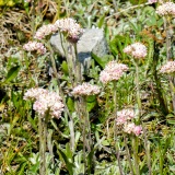 Antennaria doiica, Gemeines Katzenpfötchen