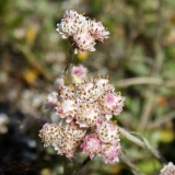 Antennaria doiica, Gemeines Katzenpfötchen