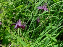 Aquilegia atrata, Dunkle Akelei