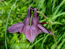 Aquilegia atrata, Dunkle Akelei