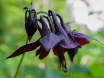 Aquilegia atrata, Dunkle Akelei