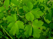 Aquilegia atrata, Dunkle Akelei