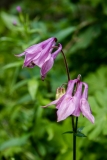 Aquilegia vulgaris, Gemeine Akelei