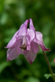 Aquilegia vulgaris, Gemeine Akelei