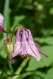 Aquilegia vulgaris, Gemeine Akelei