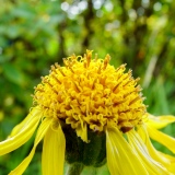 Arnica montana, Arnika