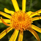 Arnica montana, Arnika