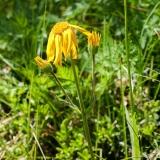 Arnica montana, Arnika