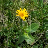 Arnica montana, Arnika