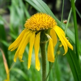 Arnica montana, Arnika