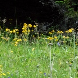 Arnica montana, Arnika