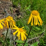 Arnica montana, Arnika