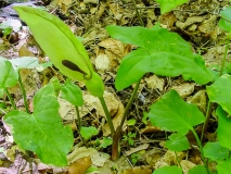 Arum maculatum, Gemeiner Aronstab