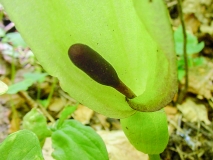 Arum maculatum, Gemeiner Aronstab