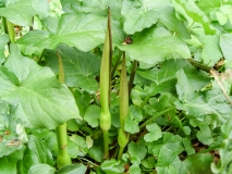 Arum maculatum, Gemeiner Aronstab