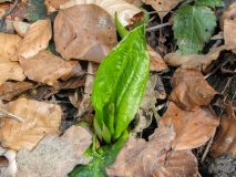 Arum maculatum, Gemeiner Aronstab