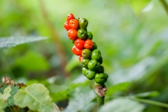 Arum maculatum, Gemeiner Aronstab