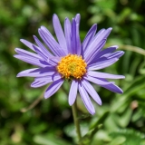 Aster alpinus, Alpen-Aster (Binntal)