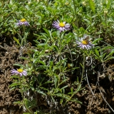 Aster alpinus, Alpen-Aster (Binntal)