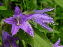 Campanula trachelium, Nesselblättrige Glockenblume