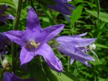 Campanula trachelium, Nesselblättrige Glockenblume