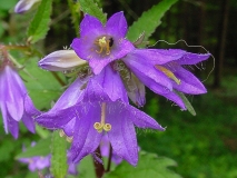 Campanula trachelium, Nesselblättrige Glockenblume