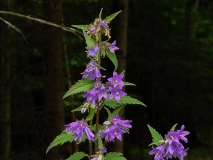 Campanula trachelium, Nesselblättrige Glockenblume