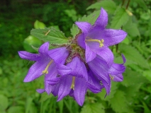 Campanula trachelium, Nesselblättrige Glockenblume