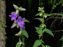 Campanula trachelium, Nesselblättrige Glockenblume