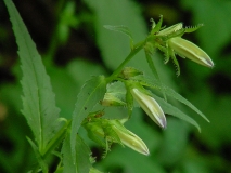 Campanula trachelium, Nesselblättrige Glockenblume