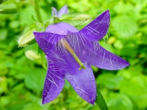 Campanula trachelium, Nesselblättrige Glockenblume