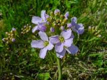 Cardamine pratensis, Wiesen-Schaumkraut