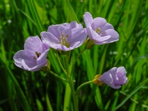 Cardamine pratensis, Wiesen-Schaumkraut