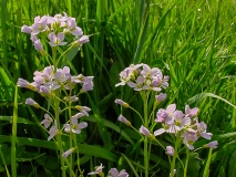 Cardamine pratensis, Wiesen-Schaumkraut