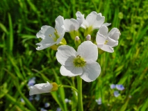 Cardamine pratensis, Wiesen-Schaumkraut