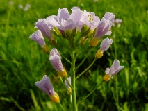 Cardamine pratensis, Wiesen-Schaumkraut