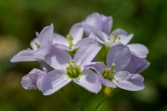 Cardamine pratensis, Wiesen-Schaumkraut