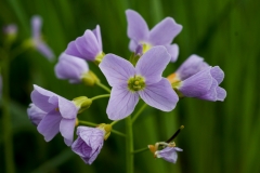 Cardamine pratensis, Wiesen-Schaumkraut