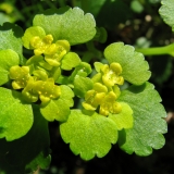 Chrysosplenium alternifolium, Wechselblättriges Milzkraut