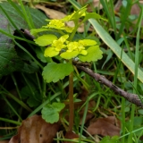 Chrysosplenium alternifolium, Wechselblättriges Milzkraut