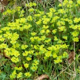Chrysosplenium alternifolium, Wechselblättriges Milzkraut